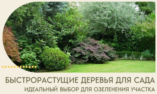 Быстрорастущие деревья для сада идеальный выбор в Шуе