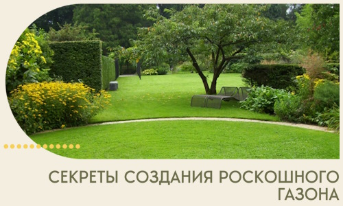 Секреты создания роскошного газона в Шуе